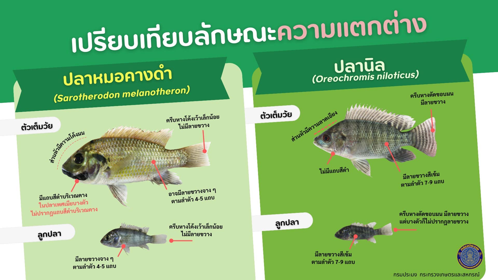 วิธีสังเกตความแตกต่างของปลาหมอคางดำและปลานิล ในแต่ละช่วงวัย #Cr.กรมประมง..คลิก