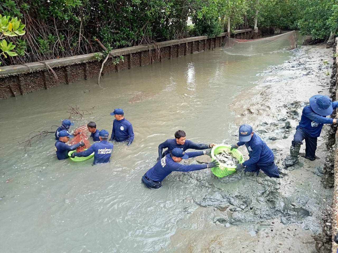 ร่วมกับสำนักงานประมงพื้นที่กรุงเทพมหานคร  เข้าร่วมกิจกรรม “ลงแขก-ลงคลองจับปลาหมอคางดำ” ในโครงการป้องกันการแพร่ระบาดของปลาหมอคางดำในพื้นที่ 16 จังหวัด..คลิก