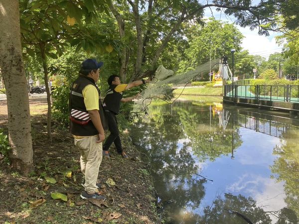 สำนักงานประมงพื้นที่กรุงเทพมหานคร ลงพื้นที่สำรวจการแพร่ระบาดของปลาหมอคางดำในพื้นที่เขตจตุจักร กรุงเทพมหานคร