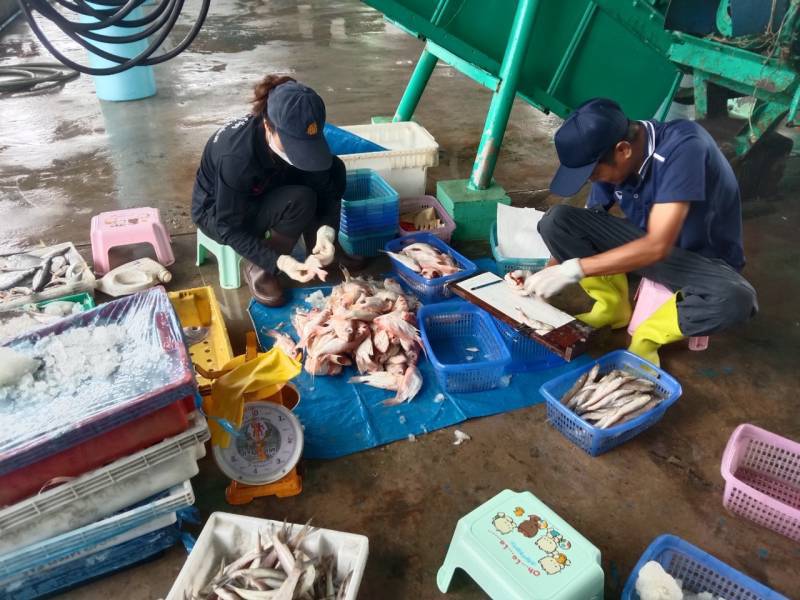 จ้าหน้าที่ศูนย์วิจัยและพัฒนาประมงทะเลสงขลา ออกปฏิบัติงานเก็บรวบรวมข้อมูลทรัพยากรประมงจาก เรืออวนลากที่ขึ้นท่าในพื้นที่จังหวัดนครศรีธรรมราช สงขลา และปัตตานี ประจำเดือนกรกฎาคม 2567..คลิก