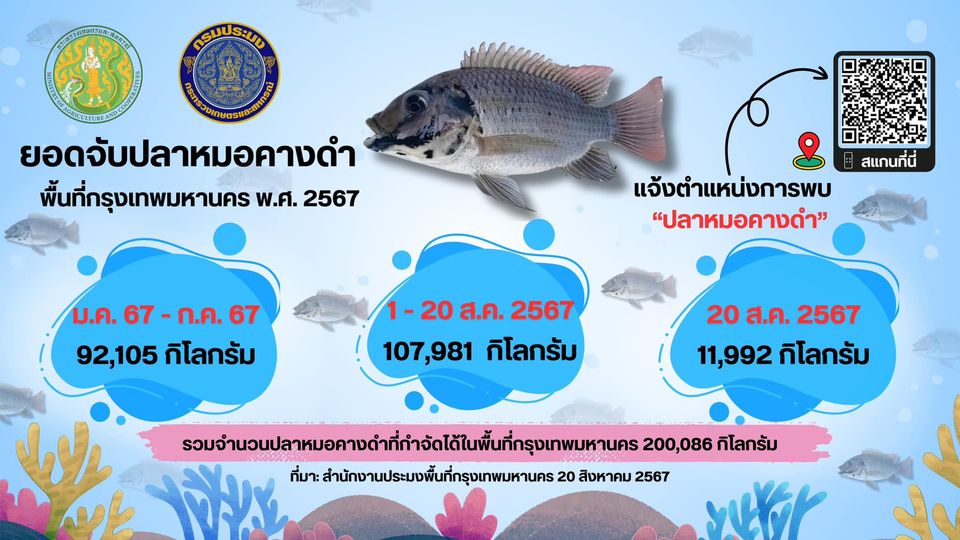 สรุปจำนวนปลาหมอคางดำที่จับได้ในพื้นที่กรุงเทพมหานครตั้งแต่เดือนมกราคม 2567 ถึงวันที่ 20 สิงหาคม 2567