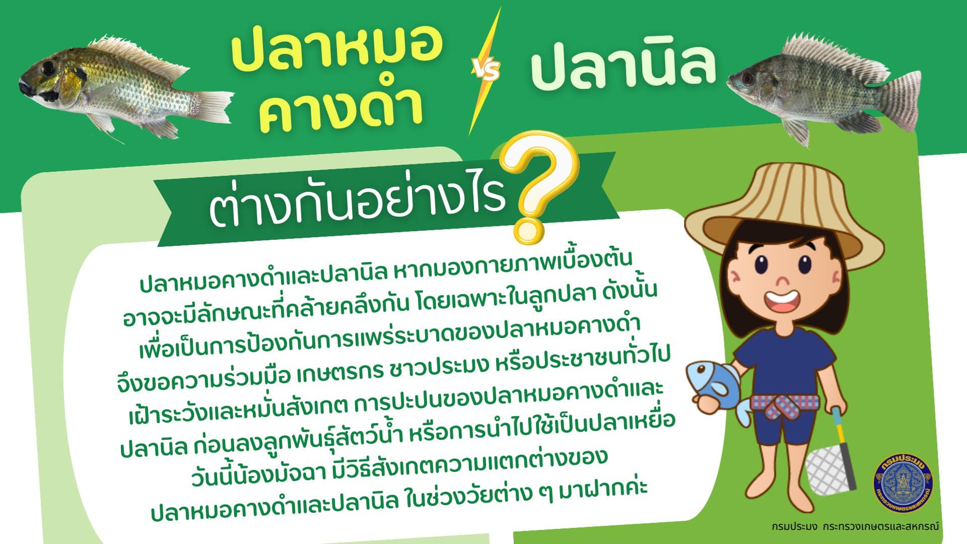 วิธีสังเกตความแตกต่างของปลาหมอคางดำและปลานิล