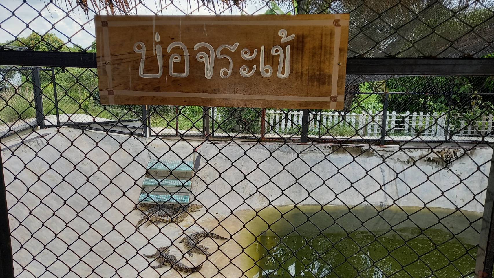 (อ.บางใหญ่) ตรวจติดตามการเพาะเลี้ยงสัตว์น้ำควบคุม (จระเข้)..คลิก