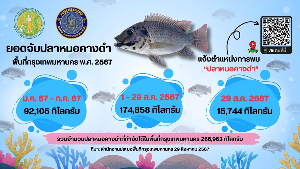 สรุปยอด จำนวนการรับซื้อ-ส่งมอบ ปลาหมอคางดำ พื้นที่กรุงเทพมหานครถึงวันที่ 29 สิงหาคม 2567