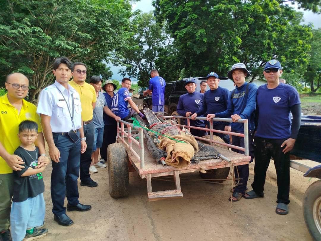 สำนักงานประมงจังหวัดนครสวรรค์ ลงพื้นที่ จับจระเข้บริเวณคลองบางปอง หมู่ 6 ตำบลนครสวรรค์ออก อำเภอเมืองนครสวรรค์..คลิก