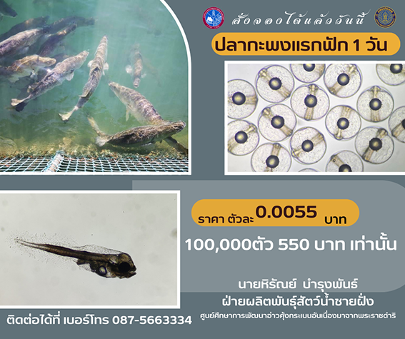 สั่งจองปลากะพงแรกฟักได้ที่ ผ่ายผลิตพันธุ์สัตว์น้ำชายฝั่ง ศูนย์ศึกษาการพัฒนาอ่าวคุ้งกระเบนฯ