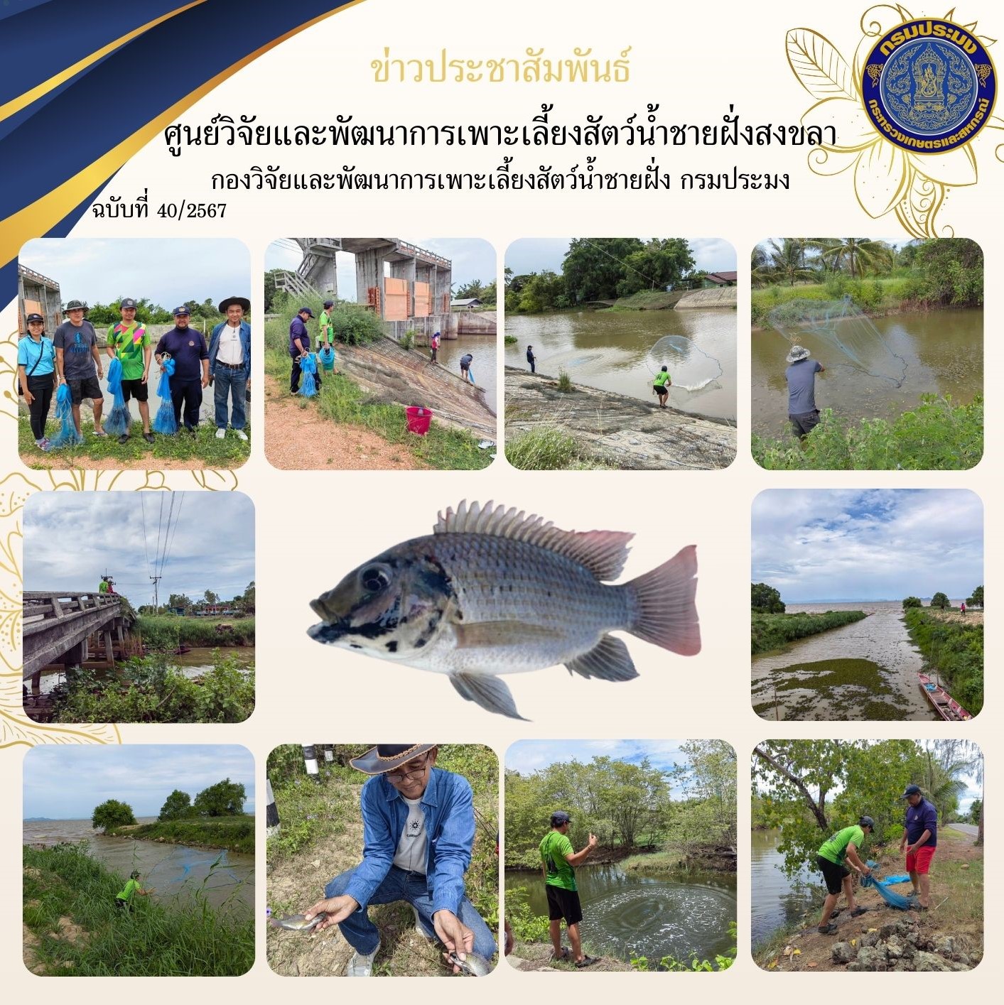 เมื่อวันที่ 3 กันยายน 2567 นางสาวปริศนา คลิ้งสุขคล้าย ผู้อำนวยการศูนย์วิจัยและพัฒนาการเพาะเลี้ยงสัตว์น้ำชายฝั่งสงขลา มอบหมายให้ นางศรีประภา สิทธิโชคธนา นักวิชาการประมงปฏิบัติการ และเจ้าหน้าที่ศูนย์ฯ ปฏิบัติหน้าที่ร่วมกับ นายยุคล เหมบัณฑิต ว่าที่ ร.ต.ฐานันดร์ ไกรดิษฐ์ เจ้าหน้าที่จากสำนักงานประมงจังหวัดสงขลา และนางสาวนฎา ไล้ทองคำ ประมงอำเภอกระแสสินธุ์ ร่วมสำรวจความชุกชุมและการแพร่กระจายของปลาหมอคางดำ..คลิก