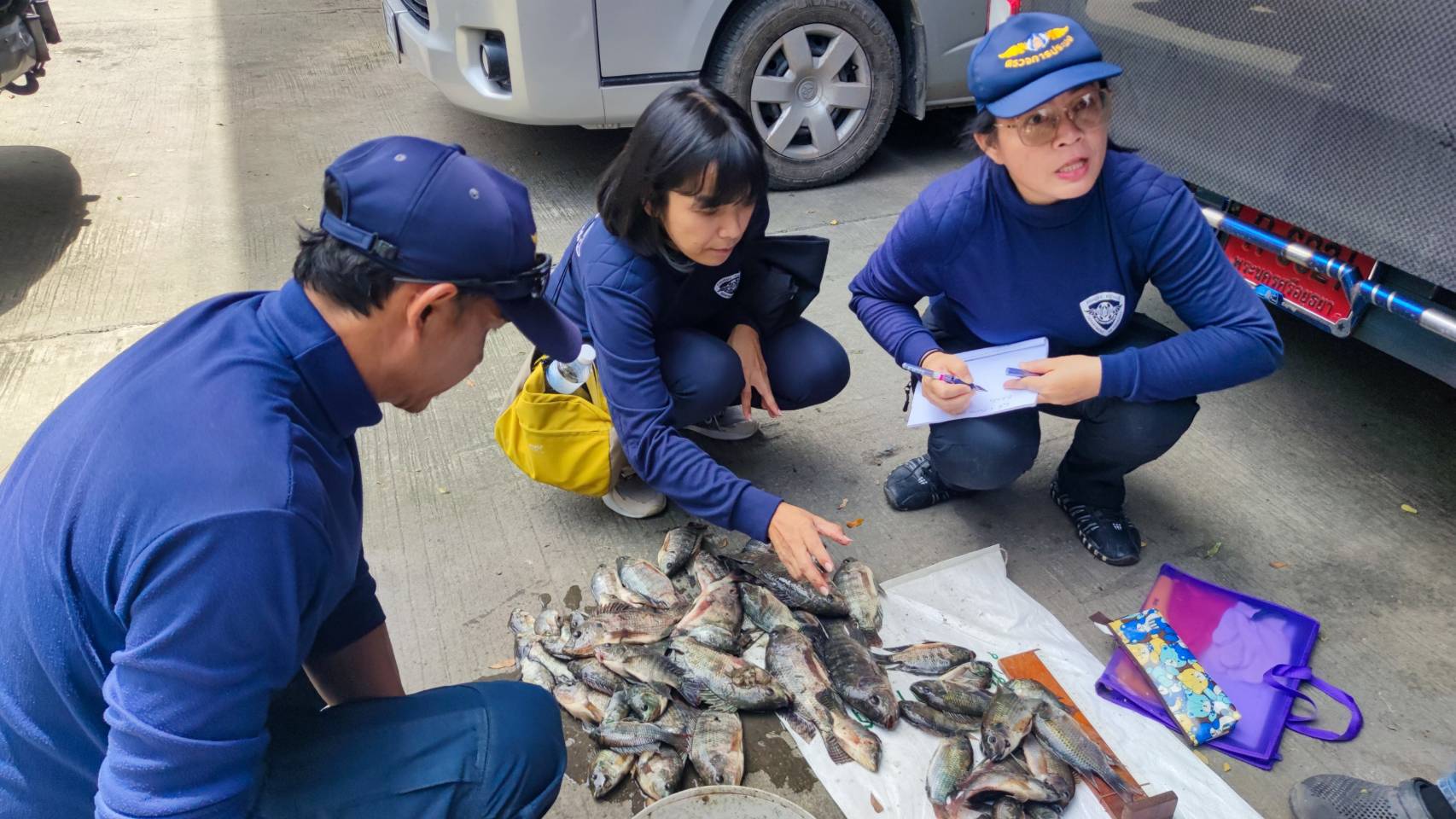 ร่วมกับสำนักงานประมงพื้นที่กรุงเทพ ตามโครงการป้องกันการแพร่ระบาดของปลาหมอคางดำในพื้นที่ 16 จังหวัด