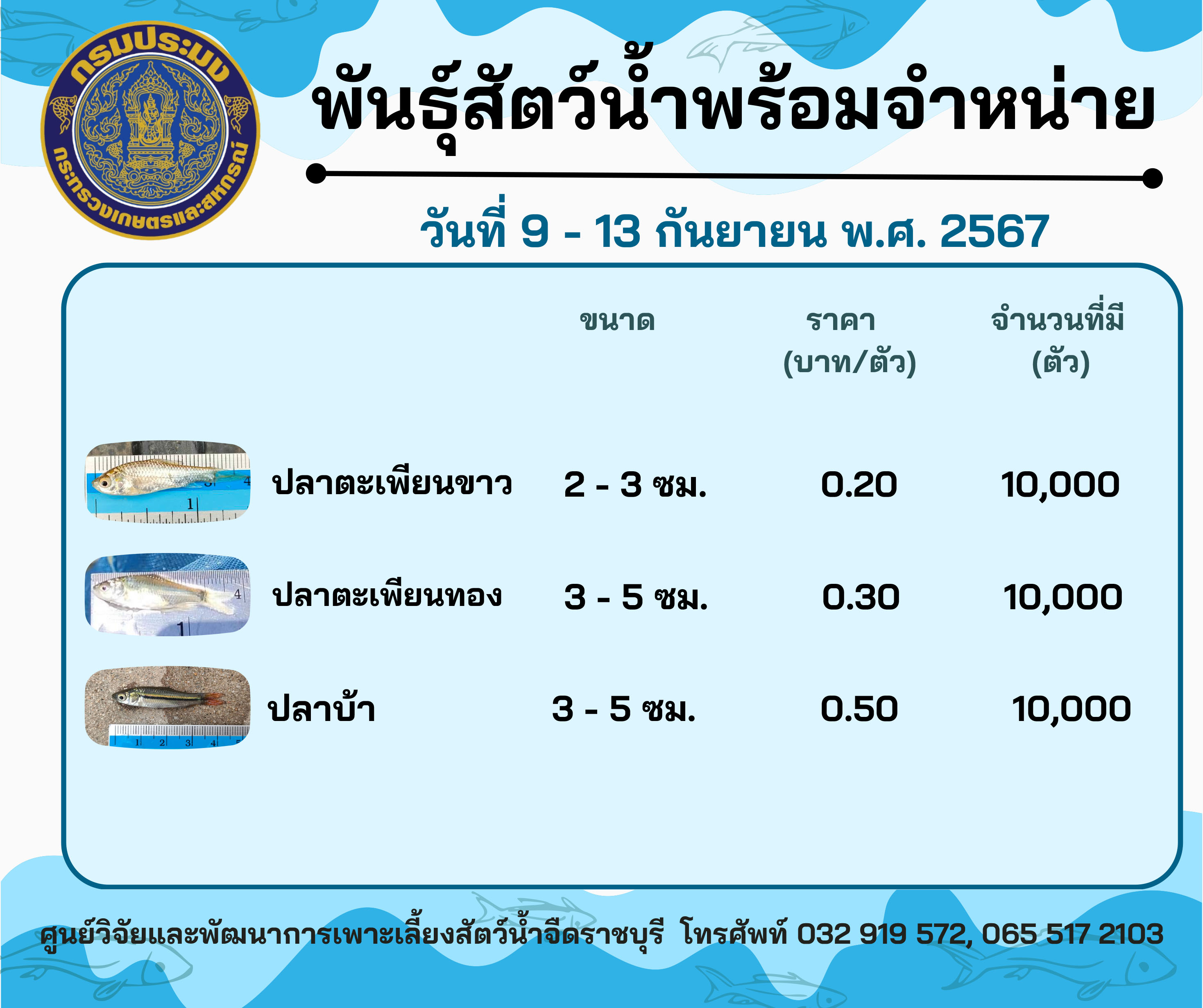 ลูกพันธุ์สัตว์น้ำพร้อมจำหน่ายสัปดาห์นี้ วันที่ 9 - 13 กันยายน พ.ศ. 2567..คลิก