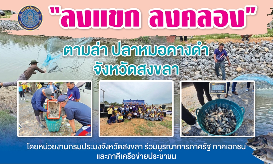 วันที่ 12 กันยายน 2567 สำนักงานประมงจังหวัดสงขลา ขอเชิญเข้าร่วม ลงแขก ลงคลอง ตามล่าปลาหมอคางดำ จังหวัดสงขลา ณ คลองหัวคลอง ต.ท่าบอน อ.ระโนด จ.สงขลา..คลิก