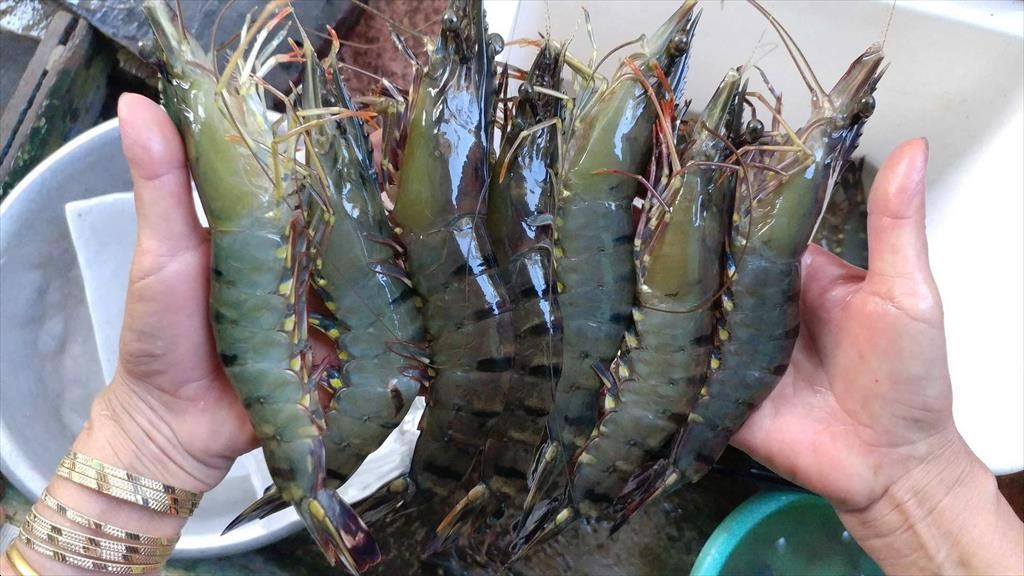 Kien Giang: ผลผลิตกุ้งเลี้ยงเพิ่มขึ้น 8% ในช่วง 7 เดือนแรกของปี 2567