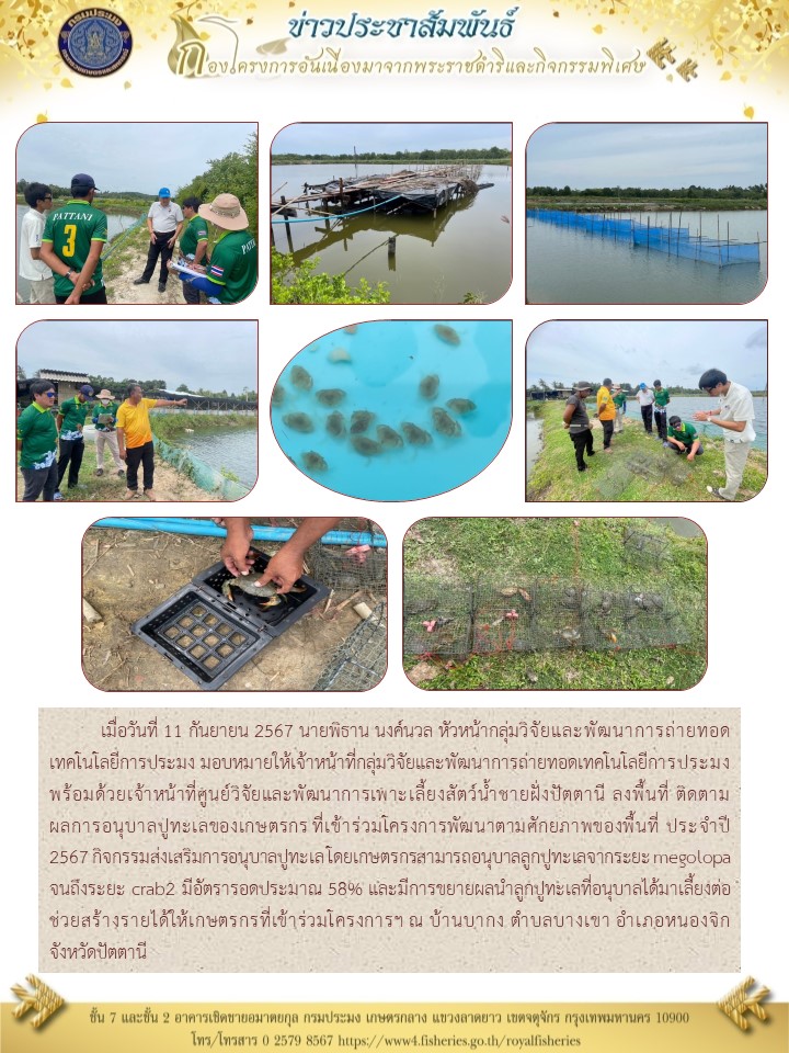ติดตามผลการอนุบาลปูทะเลของเกษตรกร ที่เข้าร่วมโครงการพัฒนาตามศักยภาพของพื้นที่ ประจำปี 2567 กิจกรรมส่งเสริมการอนุบาลปูทะเล ตำบลบางเขา อำเภอหนองจิก จังหวัดปัตตานี