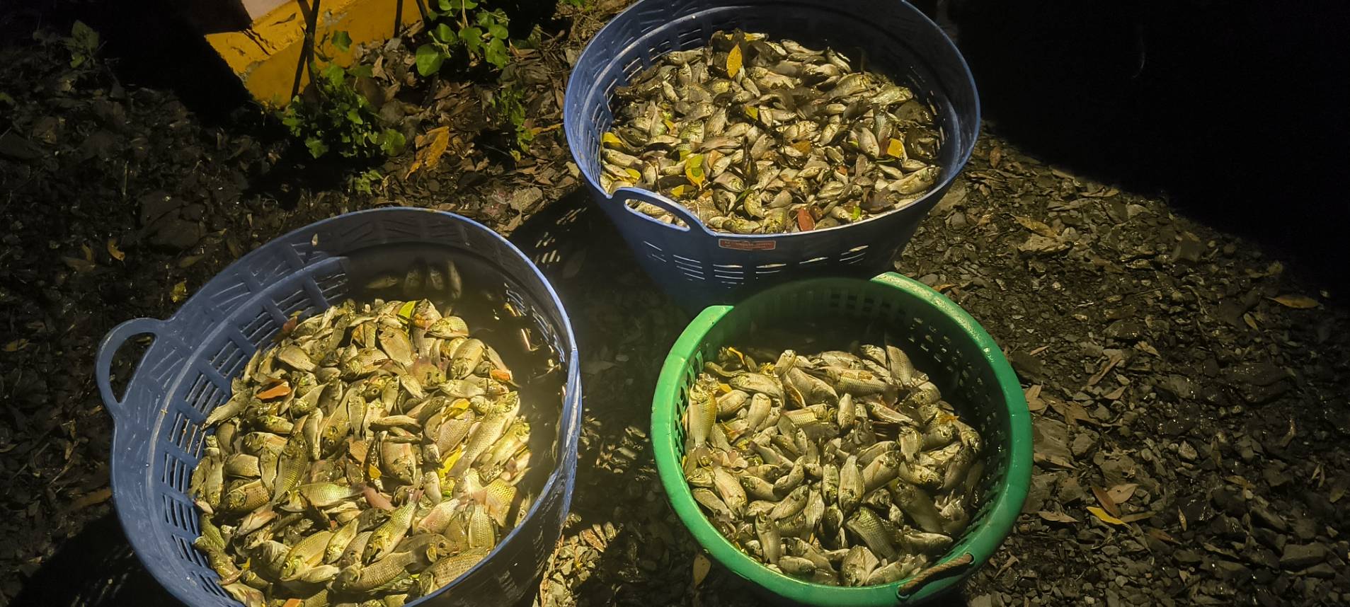 ตามโครงการป้องกันการแพร่ระบาดของปลาหมอคางดำในพื้นที่ 16 จังหวัด บริเวณ คลองบางด้วน ต.คลองสวน อ.พระสมุทรเจดีย์ จ.สมุทรปราการ