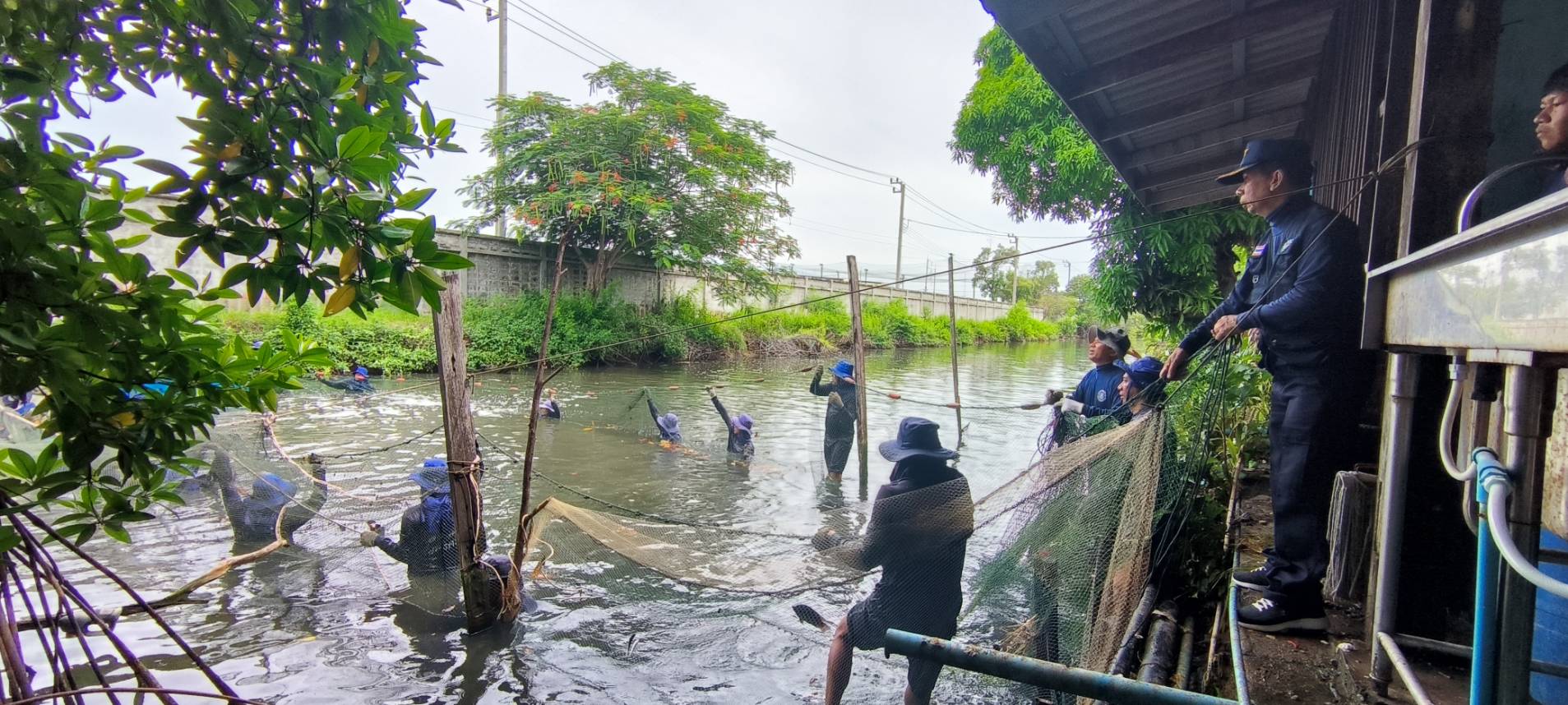 ตามโครงการป้องกันการแพร่ระบาดของปลาหมอคางดำในพื้นที่ 16 จังหวัด ณ บ้านพักคนชราสวางคนิวาส ต.ท้ายบ้าน อ.เมืองสมุทรปราการ จ.สมุทรปราการ