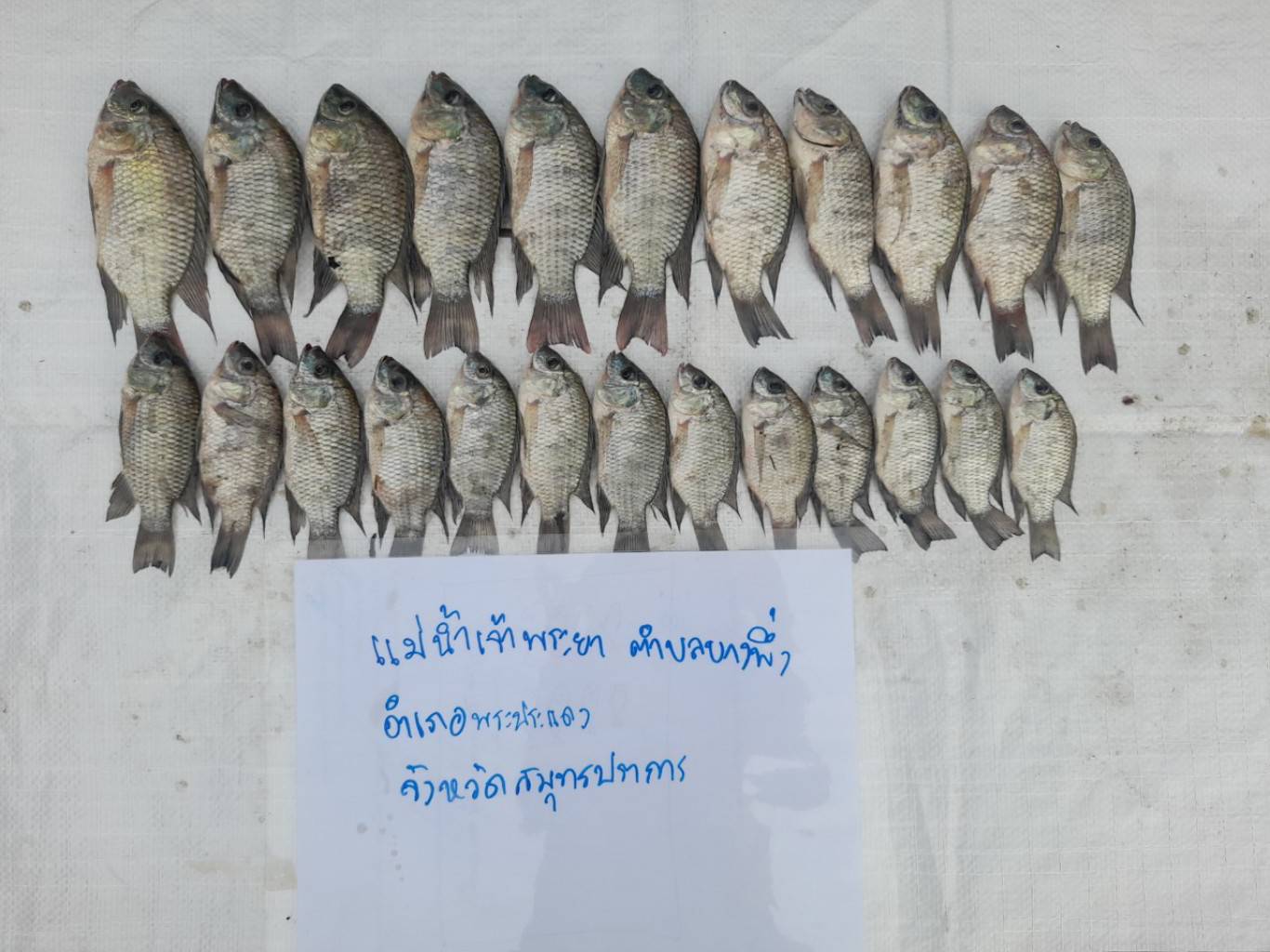 ตามโครงการป้องกันการแพร่ระบาดของปลาหมอคางดำในพื้นที่ 16 จังหวัด บริเวณ แม่น้ำเจ้าพระยา ต.บางพึ่ง อ.พระประแดง จ.สมุทรปราการ