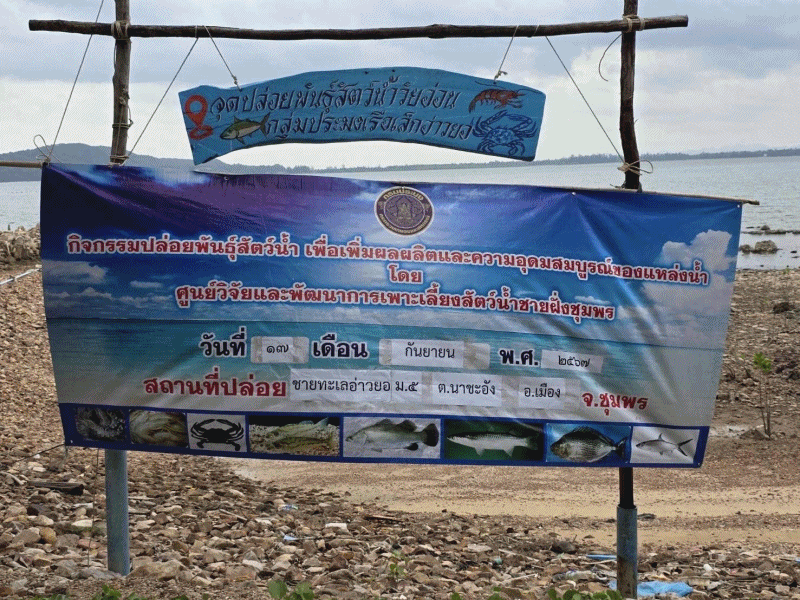กิจกรรมปล่อยพันธุ์สัตว์น้ำ โดยได้ปล่อยลูกพันธุ์กุ้งแชบ๊วย ระยะ PL 26 จำนวน 250,000 ตัว เพื่อปล่อยลงสู่แหล่งน้ำธรรมชาติ..คลิก
