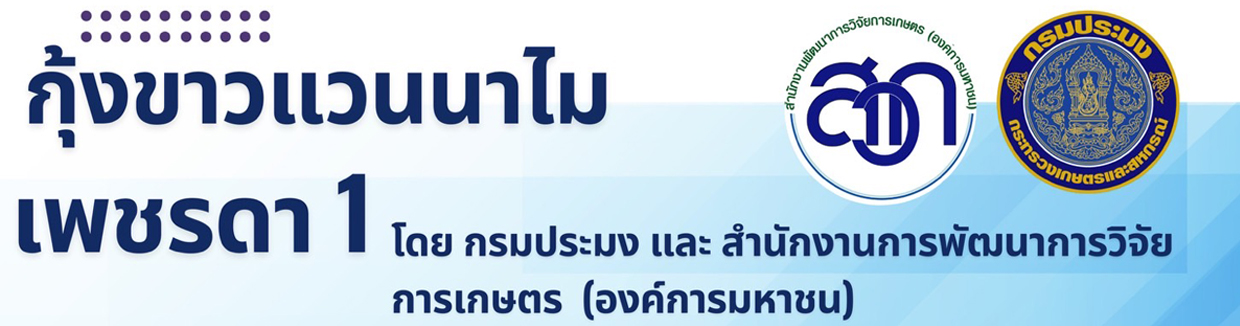 กุ้งเพชร..คลิก