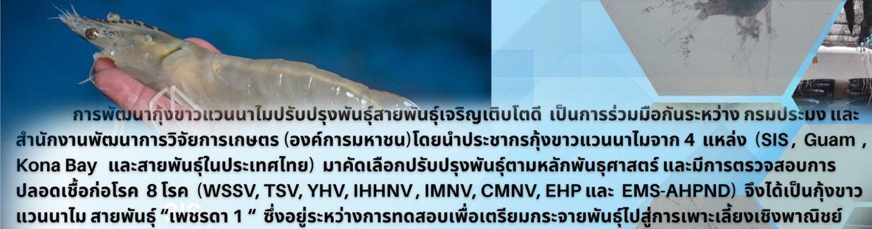 เพชรดา1..คลิก