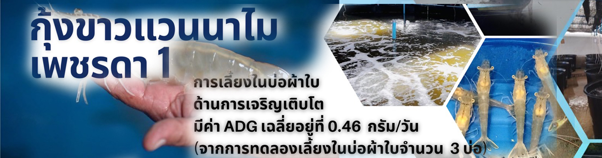 เพชรดา 1..คลิก