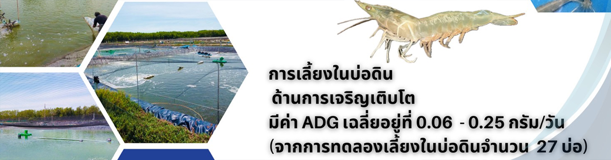 เพชรดา  1..คลิก