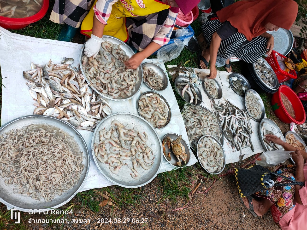 สภาวะสัตว์น้ำรอบทะเลสาบสงขลา เดือนสิงหาคม 2567