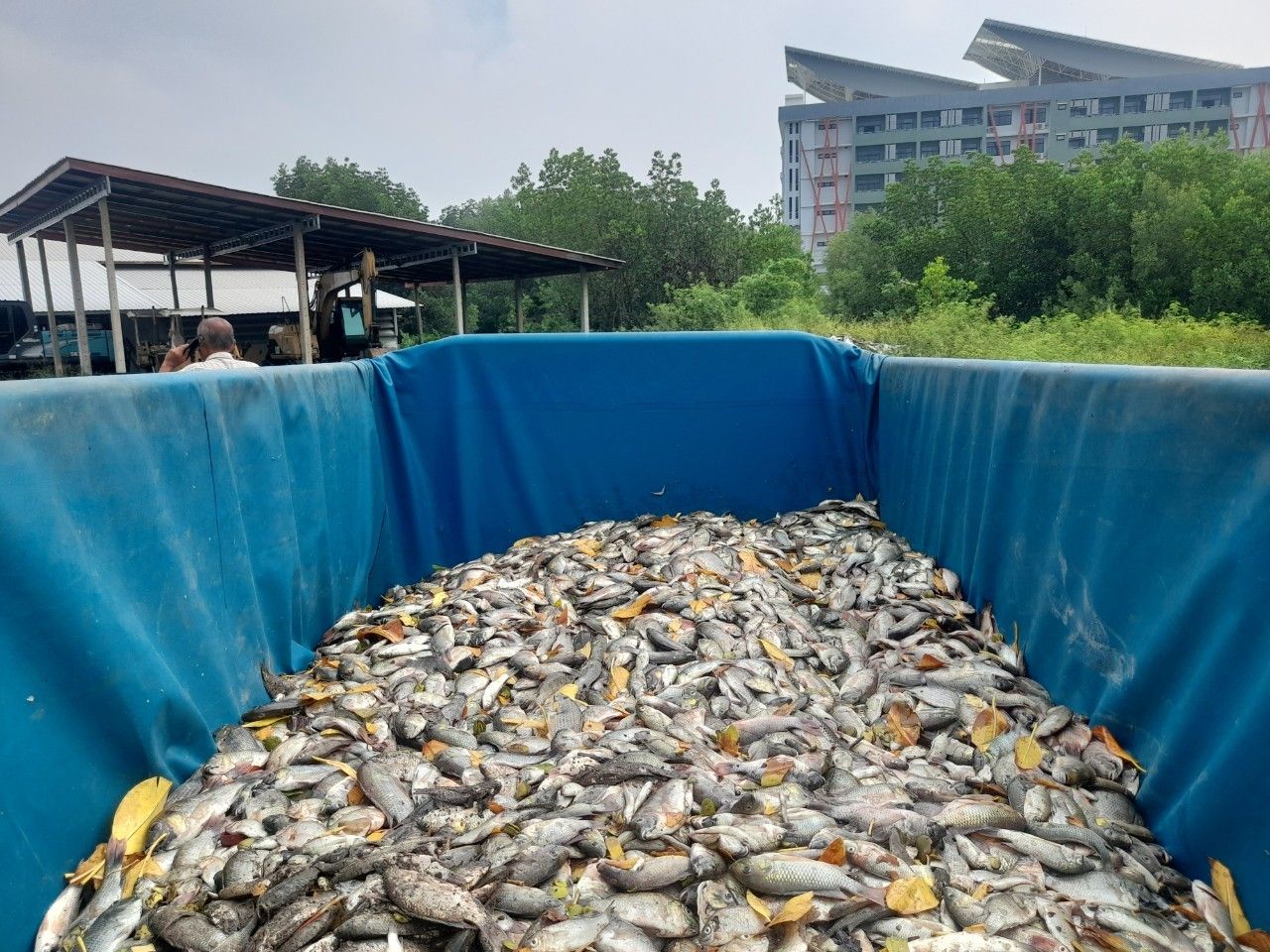 โครงการป้องกันการแพร่ระบาดของปลาหมอคางดำในพื้นที่ 19 จังหวัด บริเวณคลองลูกวัว แขวงท่าข้าม เขตบางขุนเทียน กรุงเทพมหานคร