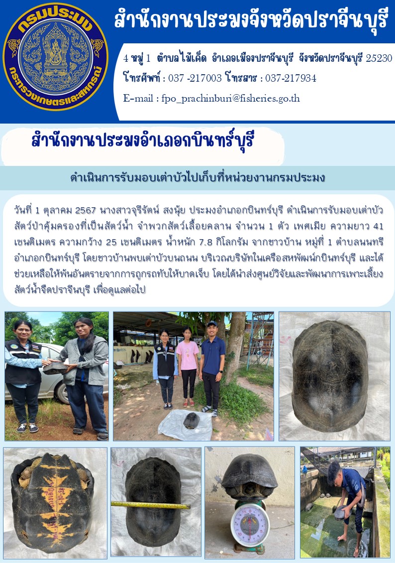 ข่าวประชาสัมพันธ์ สำนักงานประมงอำเภอกบินทร์บุรี ดำเนินการรับมอบเต่าบัวไปเก็บที่หน่วยงานกรมประมง..คลิก