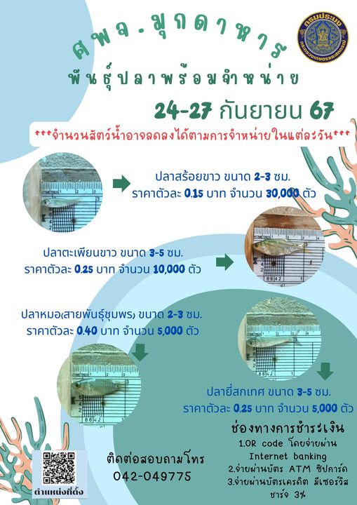 ลูกพันธุ์สัตว์น้ำพร้อมจำหน่าย 24-27 กันยายน 2567..คลิก