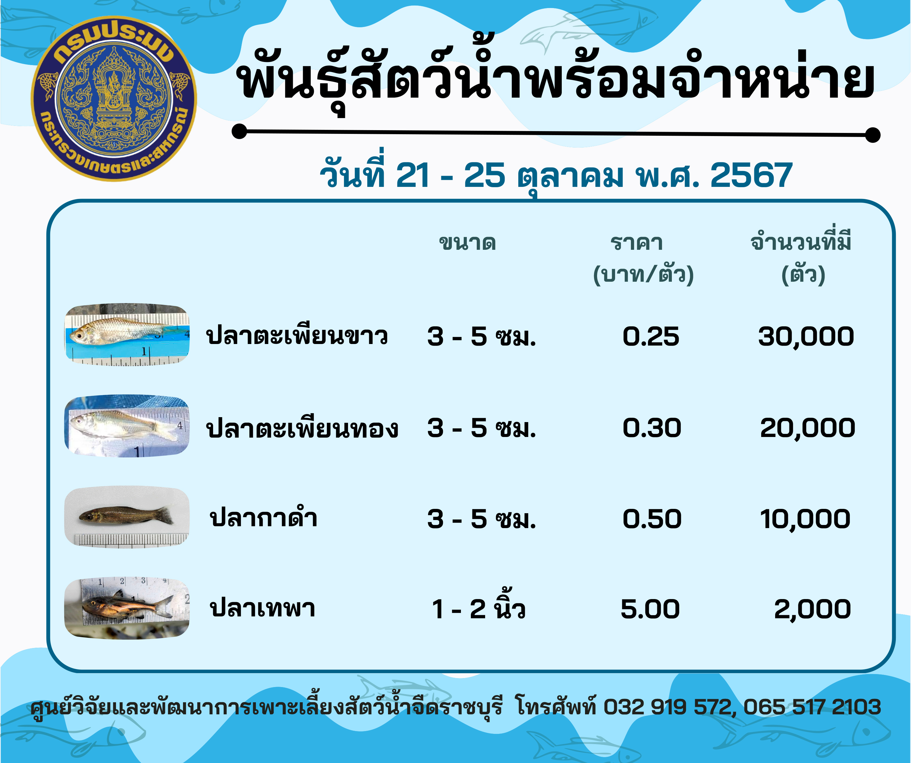 ลูกพันธุ์สัตว์น้ำพร้อมจำหน่ายสัปดาห์นี้ วันที่ 21 - 25 ตุลาคม พ.ศ. 2567..คลิก