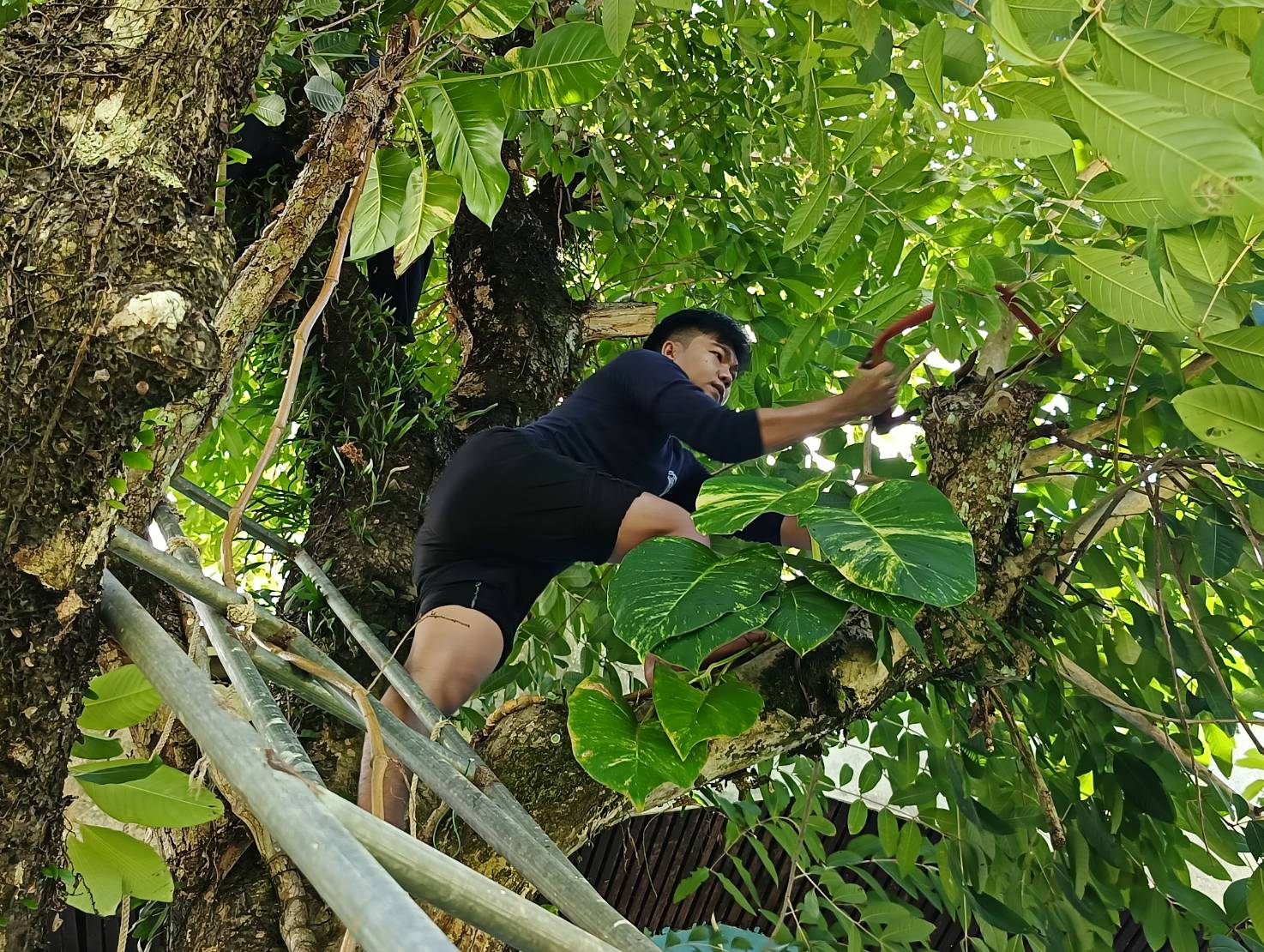 ภาพกิจกรมมปรับปรุงภูมิทัศน์ ตัดแต่งกิ่งไม้ใหญ่ ข้างอาคารสำนักงาน เพื่อป้องกัน การโค่นล้ม..คลิก
