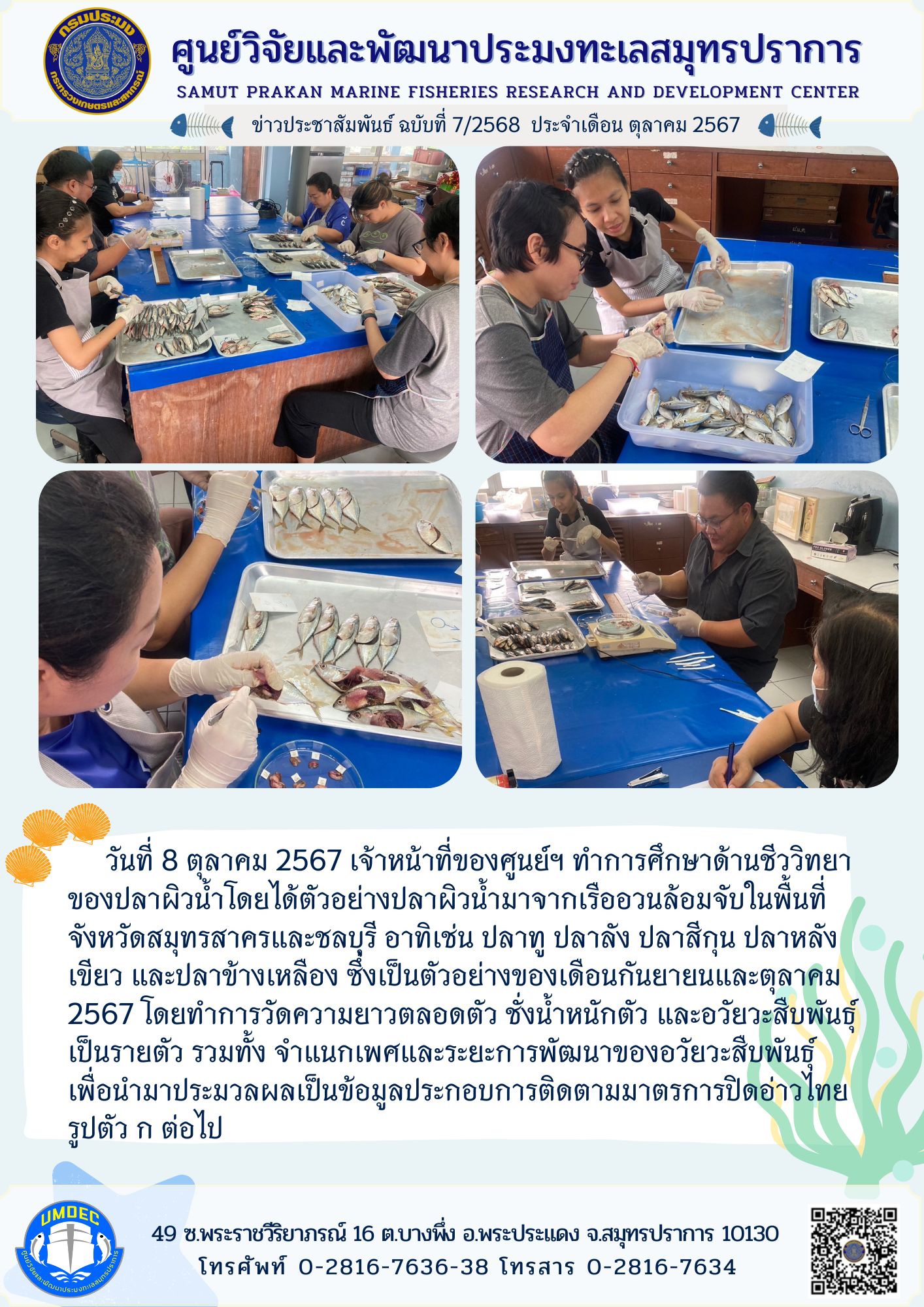 เจ้าหน้าที่ศูนย์วิจัยและพัฒนาประมงทะเลสมุทรปราการ ทำการศึกษาด้านชีววิทยาของปลาผิวน้ำ..คลิก