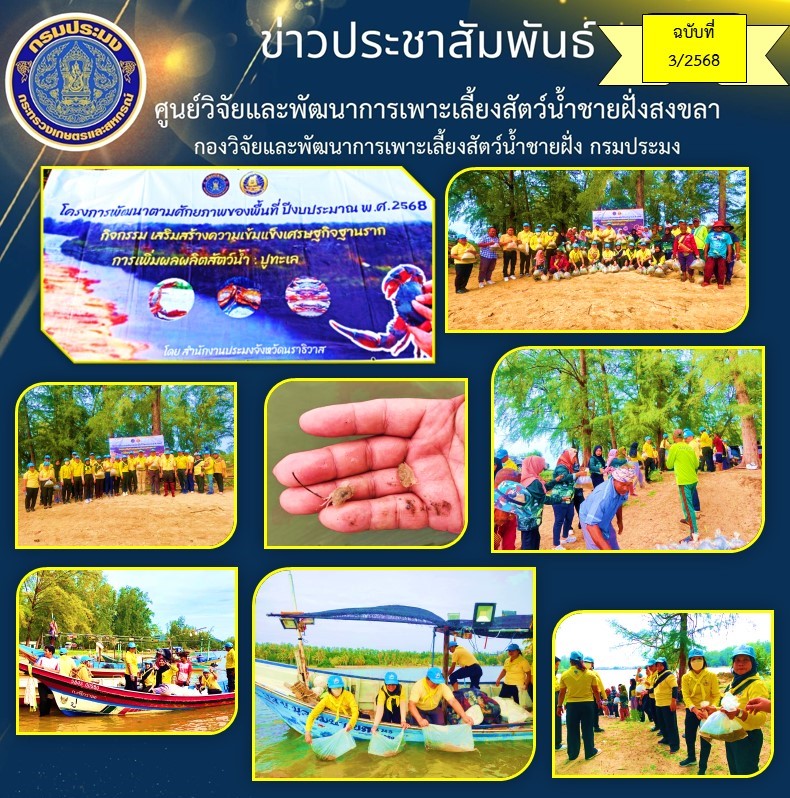 เมื่อวันอังคารที่ 22 ตุลาคม 2567 นางสาวปริศนา  คลิ้งสุขคล้าย ผู้อำนวยการศูนย์วิจัยและพัฒนาการเพาะเลี้ยงสัตว์น้ำชายฝั่งสงขลา มอบหมายให้ นายอุกฤษฏ์ ชูสุวรรณ นักวิชาการประมงปฏิบัติการ นำลูกพันธุ์ปูทะเล ส่งมอบให้ สำนักงาประมงจังหวัดนราธิวาส..คลิก