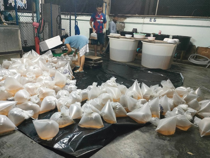 ศพช.ฉะเชิงเทรา สนับสนุนพันธุ์กุ้งแชบ๊วย จำนวน ๒๐๐,๐๐๐ ตัว ให้แก่สำนักงานประมงจังหวัดสมุทรปราการ เพื่อปล่อย ณ วัดใหญ่บางปลากด ตำบลในคลองบางปลากด อำเภอพระสมุทรเจดีย์ จังหวัดสมุทรปราการ..คลิก