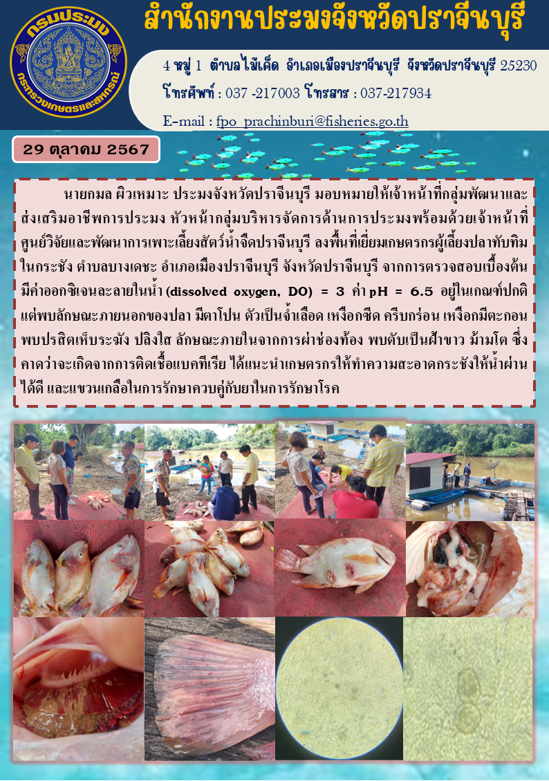 ข่าวประชาสัมพันธ์ ลงพื้นที่เยี่ยมเกษตรกรผู้เลี้ยงปลาทับทิม 1 ในกระชัง ตำบลบางเดชะ อำเภอเมืองปราจีนบุรี จังหวัดปราจีนบุรี..คลิก