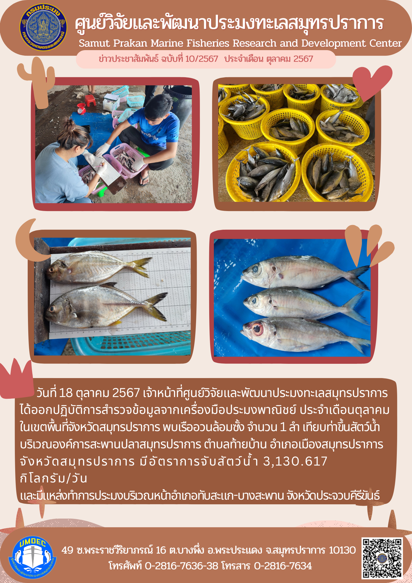 วันที่ 18 ตุลาคม 2567 เจ้าหน้าที่ศูนย์วิจัยและพัฒนาประมงทะเลสมุทรปราการได้ออกปฏิบัติการสำรวจข้อมูลจากเครื่องมือประมงพาณิชย์ ประจำเดือนตุลาคมในเขตพื้นที่จังหวัดสมุทรปราการ พบเรืออวนล้อมซั้ง จำนวน 1 ลำ เทียบท่าขึ้นสัตว์น้ำบริเวณองค์การสะพานปลาสมุทรปราการ ตำบลท้ายบ้าน อำเภอเมืองสมุทรปราการ จังหวัดสมุทรปราการ ฯลฯ..คลิก