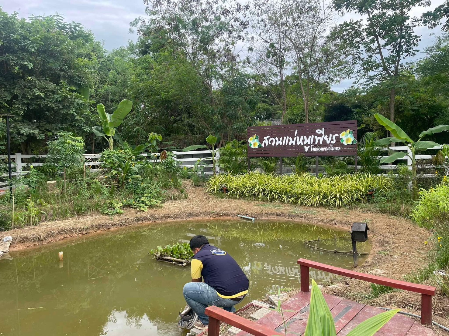 สนับสนุนพันธุ์สัตว์น้ำและพันธุ์แหนแดง ร่วมกับสำนักงานประมงจังหวัดร้อยเอ็ด..คลิก