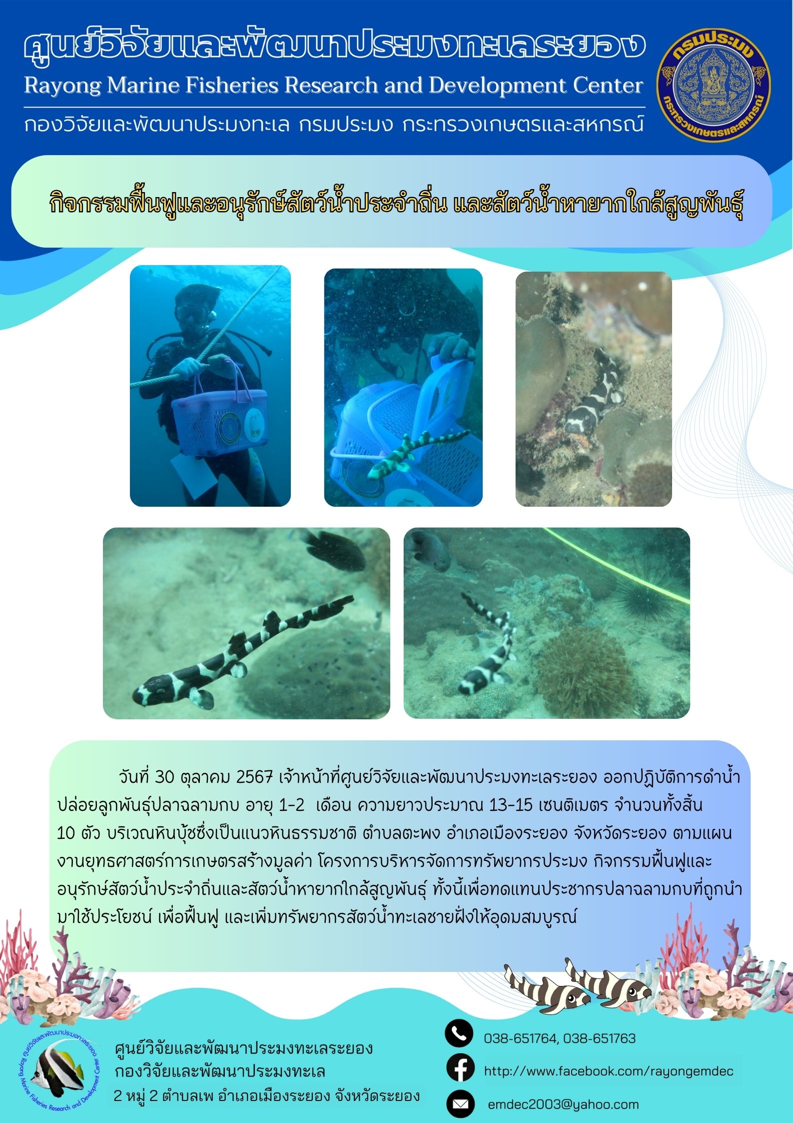 ปล่อยพันธุ์สัตว์น้ำ (ปลาฉลามกบ)