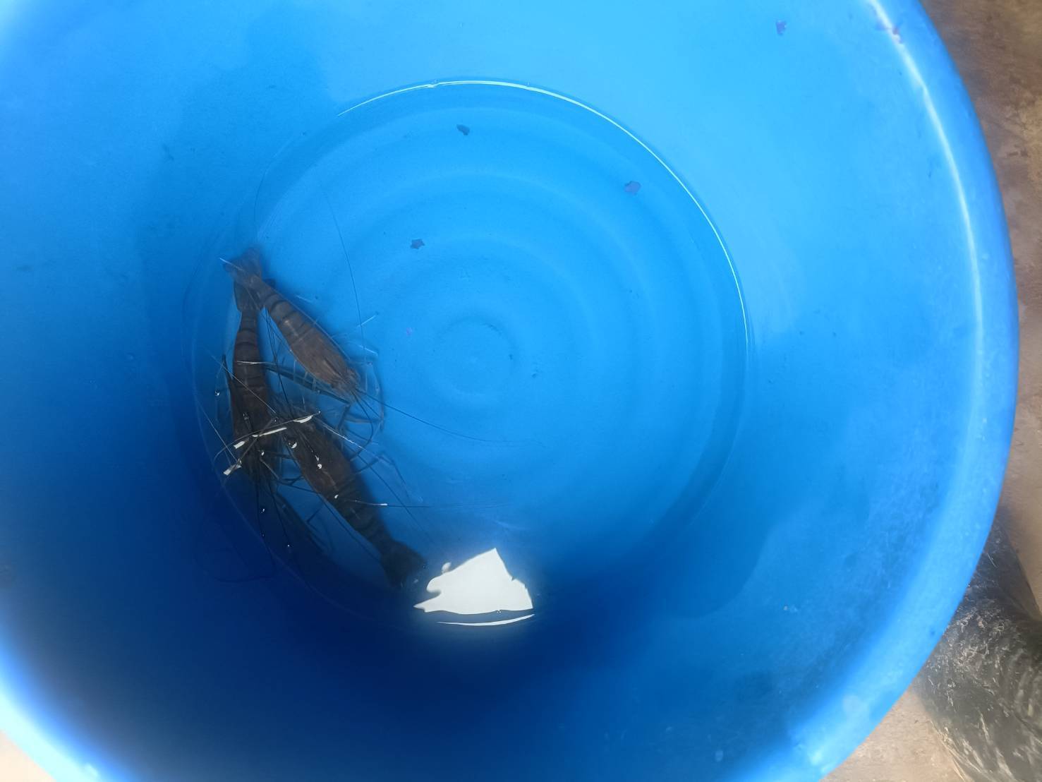 ผลผลิตกุ้งก้ามกราม หรือกุ้งแม่น้ำ ที่ปล่อยในลำเซบาย บริเวณ ม.5,6 ต.ดุมใหญ่ และอ่างเก็บน้ำห้วยยาง ม.2 ต.หนองเหล่า..คลิก