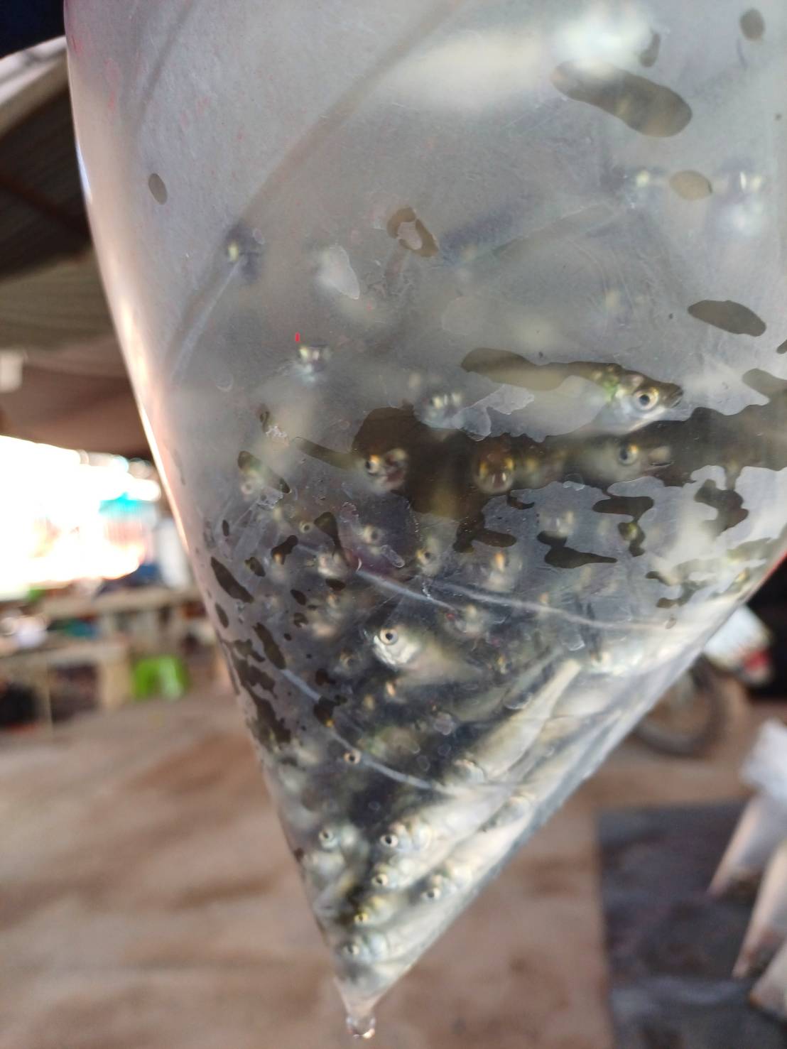1 พฤศจิกายน 2567 ด่านตรวจประมงมุกดาหาร ตรวจสอบสินค้าประมงส่งออกไปยังแขวงสะหวันนะเขต สปป. ลาว ณ สะพานมิตรภาพไทย - ลาว แห่งที่ 2 จังหวัดมุกดาหาร..คลิก