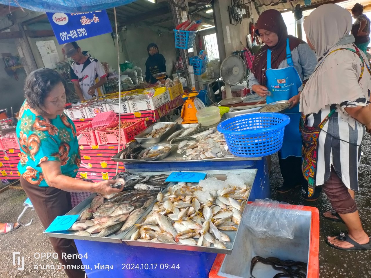 สภาวะสัตว์น้ำรอบทะเลสาบสงขลา เดือนตุลาคม 2567  