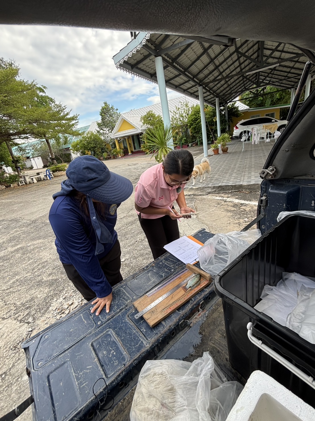 (อ.บางกรวย) การลงพื้นที่สำรวจปลาหมอคางดำ..คลิก