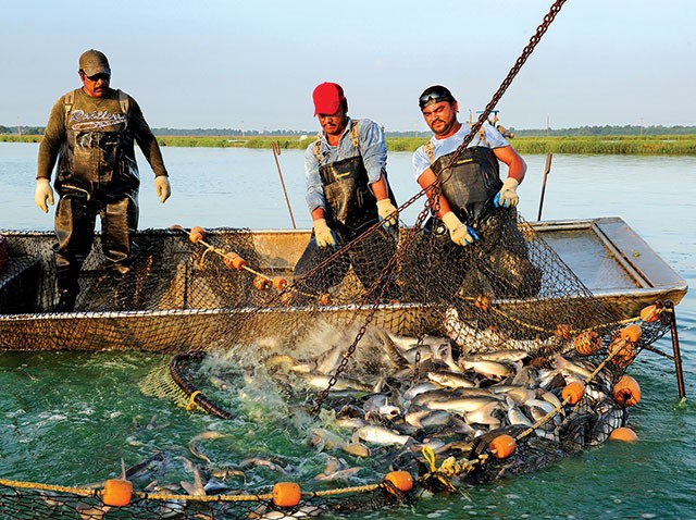 กระทรวงเกษตรสหรัฐอเมริกา (USDA) จะนำเข้าปลาแบบไม่มีเกล็ด 595.25 ตัน