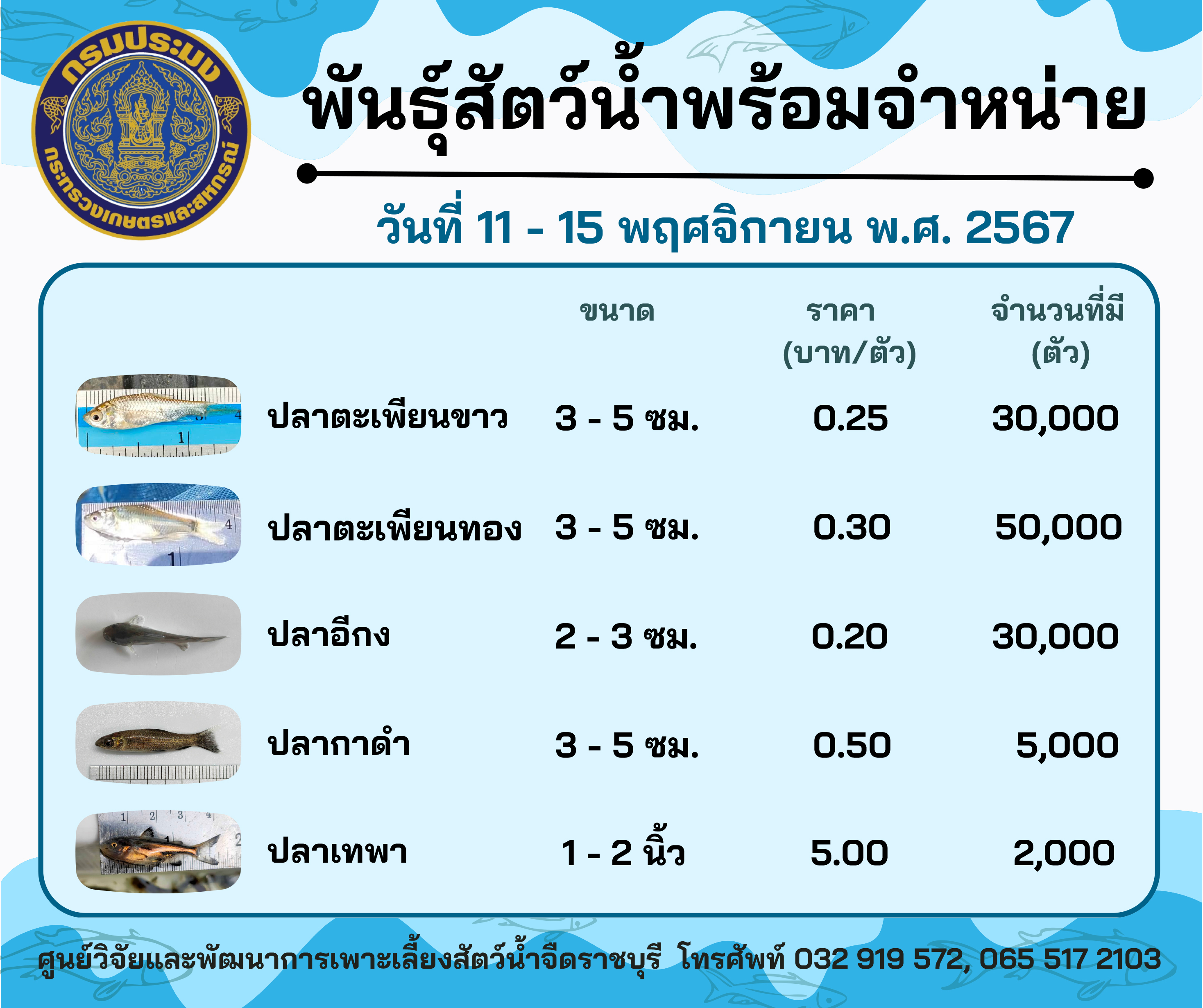 ลูกพันธุ์สัตว์น้ำพร้อมจำหน่ายสัปดาห์นี้ วันที่ 11 - 15 พฤศจิกายน พ.ศ. 2567..คลิก