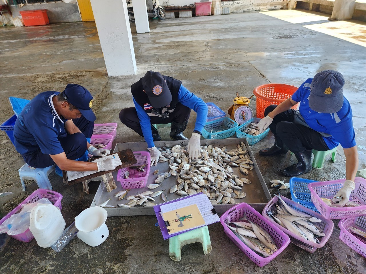 เจ้าหน้าที่ศูนย์วิจัยและพัฒนาประมงทะเลสงขลา ออกปฏิบัติงานเก็บรวบรวมข้อมูลทรัพยากรประมงจาก เรืออวนล้อมจับที่ขึ้นท่าในพื้นที่จังหวัดนครศรีธรรมราช ประจำเดือนตุลาคม 2567 โดยเก็บข้อมูลจากเรืออวนล้อมจับ 3 ประเภท..คลิก