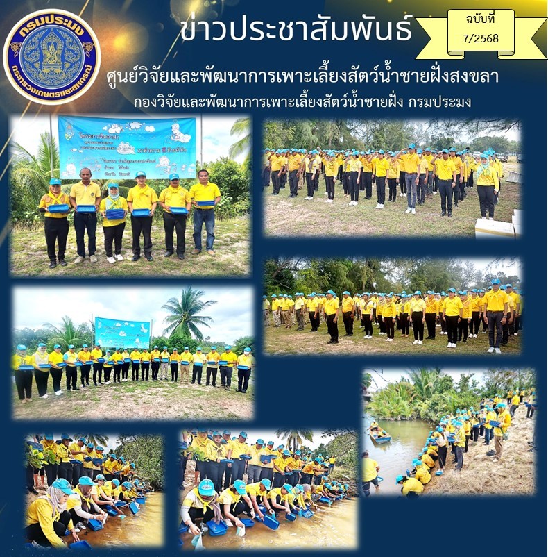วันจันทร์ที่ 18  พฤศจิกายน 2567 นางสาวปริศนา  คลิ้งสุขคล้าย ผู้อำนวยการศูนย์วิจัยและพัฒนาการเพาะเลี้ยงสัตว์น้ำชายฝั่งสงขลา มอบหมายให้นายชลิต   สง่างาม  นักวิชาการประมงชำนาญการ ส่งมอบลูกพันธุ์ปูทะเล..คลิก