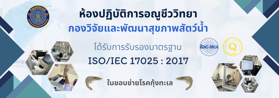 ห้องปฏิบัติการอณูชีววิทยากองวิจัยและพัฒนาสุขภาพสัตว์น้ำ ได้รับการรับรองมาตรฐาน ISO/IEC 17025 : 2017 ในขอบข่ายโรคกุ้งทะเล..คลิก