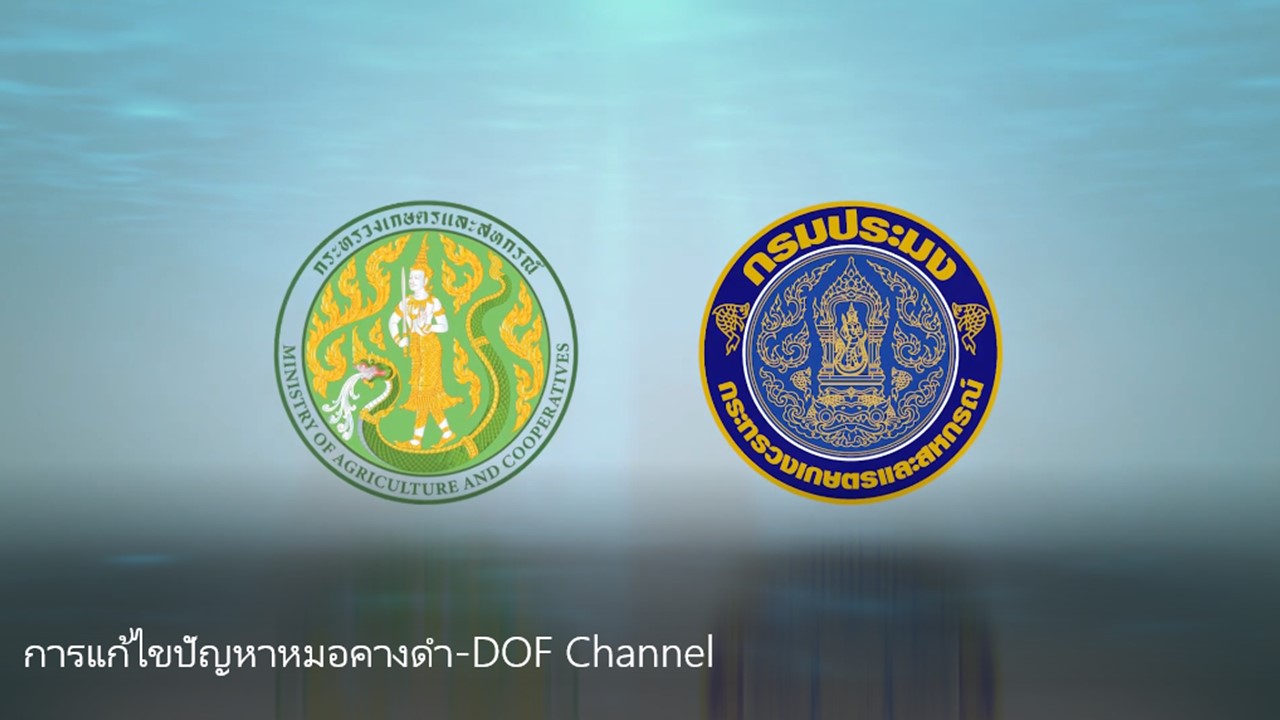 การแก้ไขปัญหาหมอคางดำ