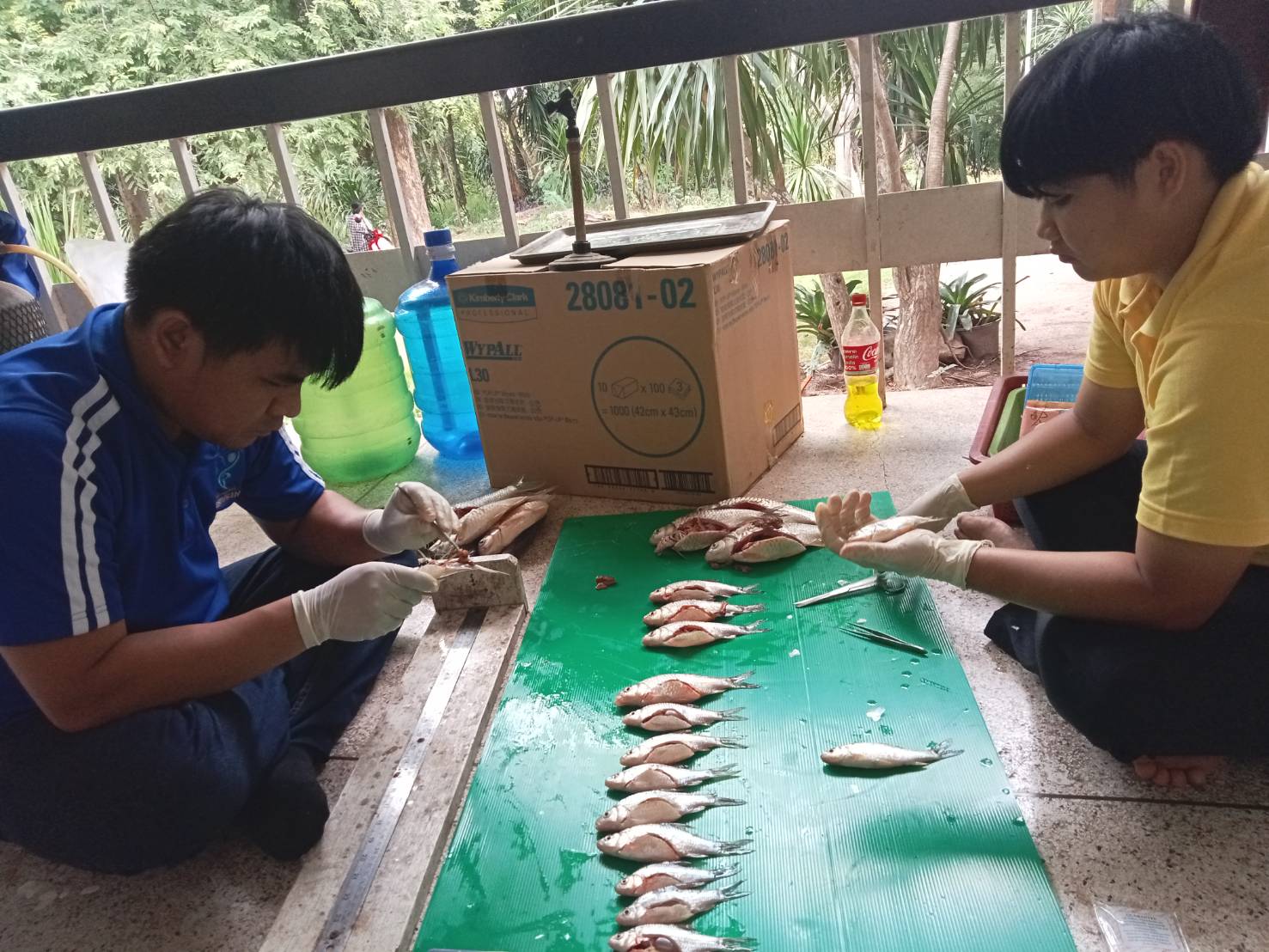 การศึกษาค่าดัชนีความสมบูรณ์เพศในปลา (Gonadosomatic Index, GSI) ปลาจำนวน 4 ชนิด ในพื้นที่อ่างเก็บน้ำเขื่อนอุบลรัตน์