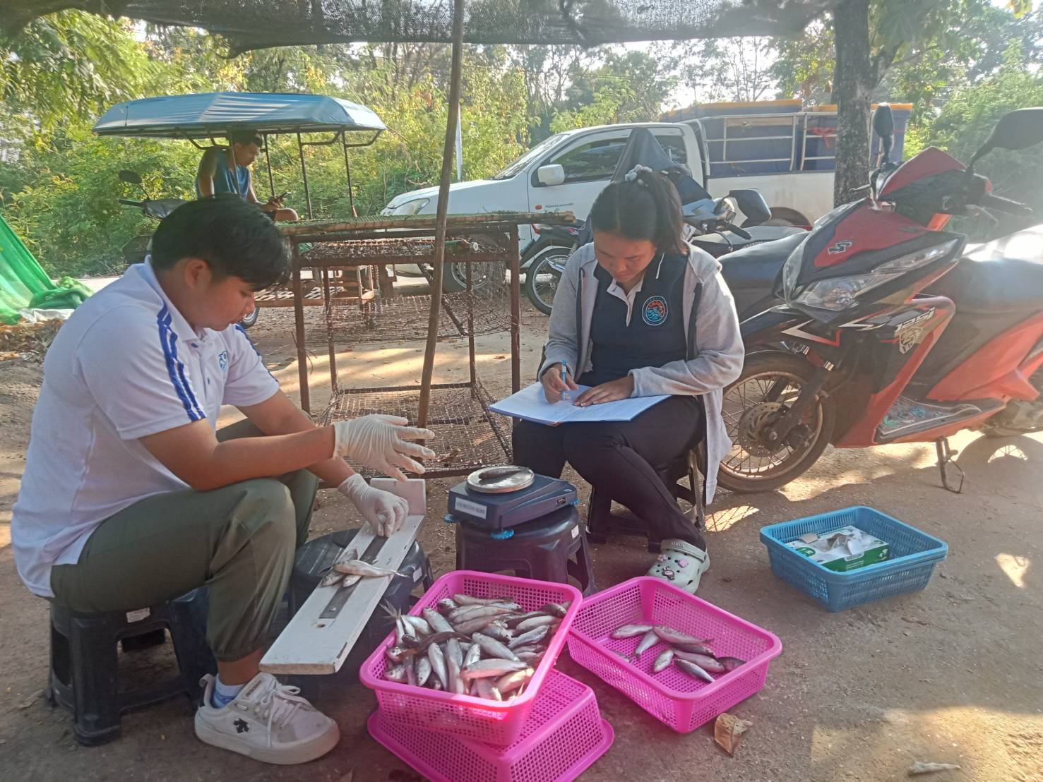 โครงการประเมินสภาวะทรัพยากรสัตว์น้ำในแหล่งน้ำจืดด้วยค่าผลผลิตสูงสุดที่ยั่งยืน (MSY) ประจำเดือนพฤศจิกายน 2567 ในพื้นที่อ่างเก็บน้ำเขื่อนอุบลรัตน์ จังหวัดขอนแก่นและจังหวัดหนองบัวลำภู