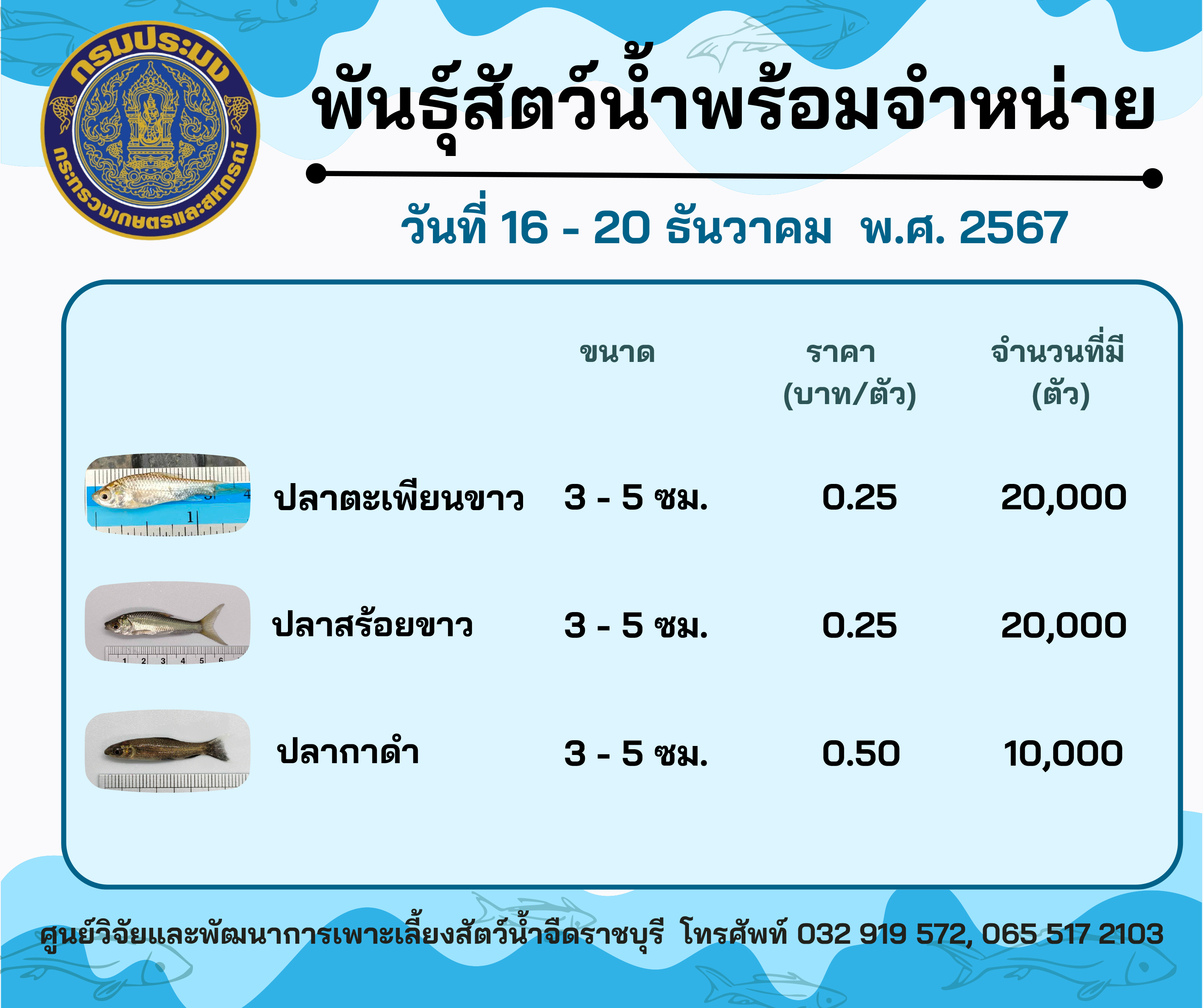 ลูกพันธุ์สัตว์น้ำพร้อมจำหน่ายสัปดาห์นี้ วันที่ 16 - 20 ธันวาคม พ.ศ. 2567..คลิก